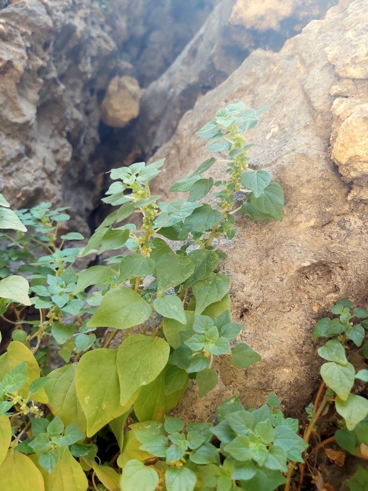 Parietaria erronea — related species from the same genus