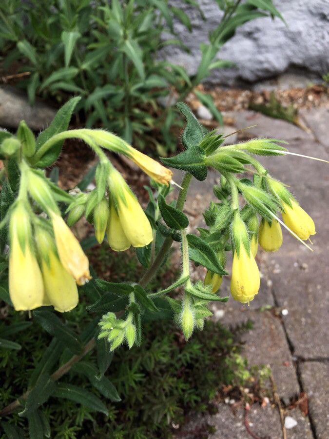 Onosma arenaria flower