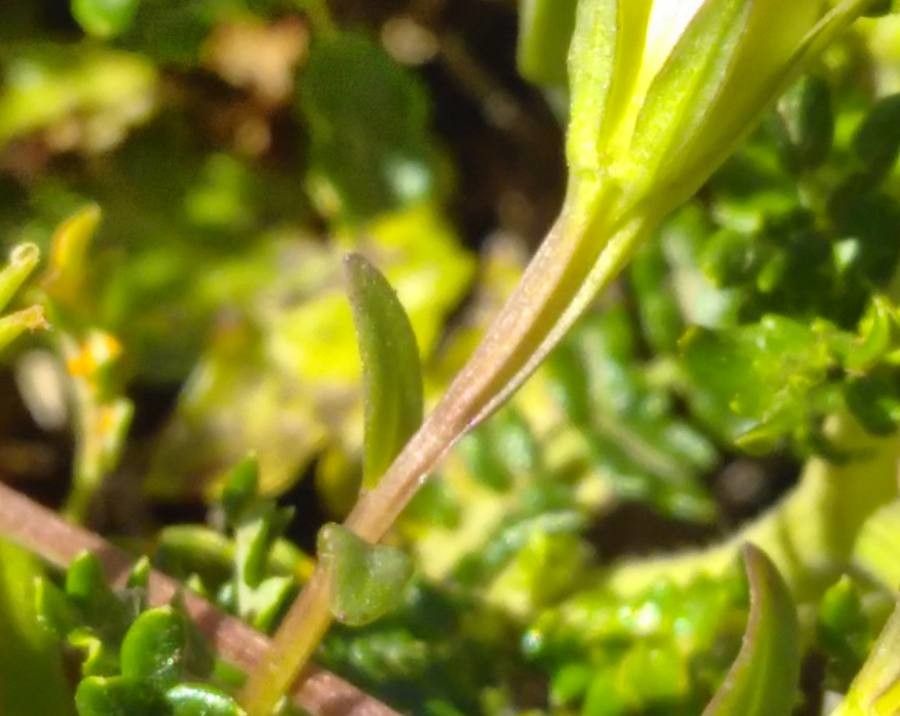 Convolvulus pentapetaloides — search result for 'Convolvulus'