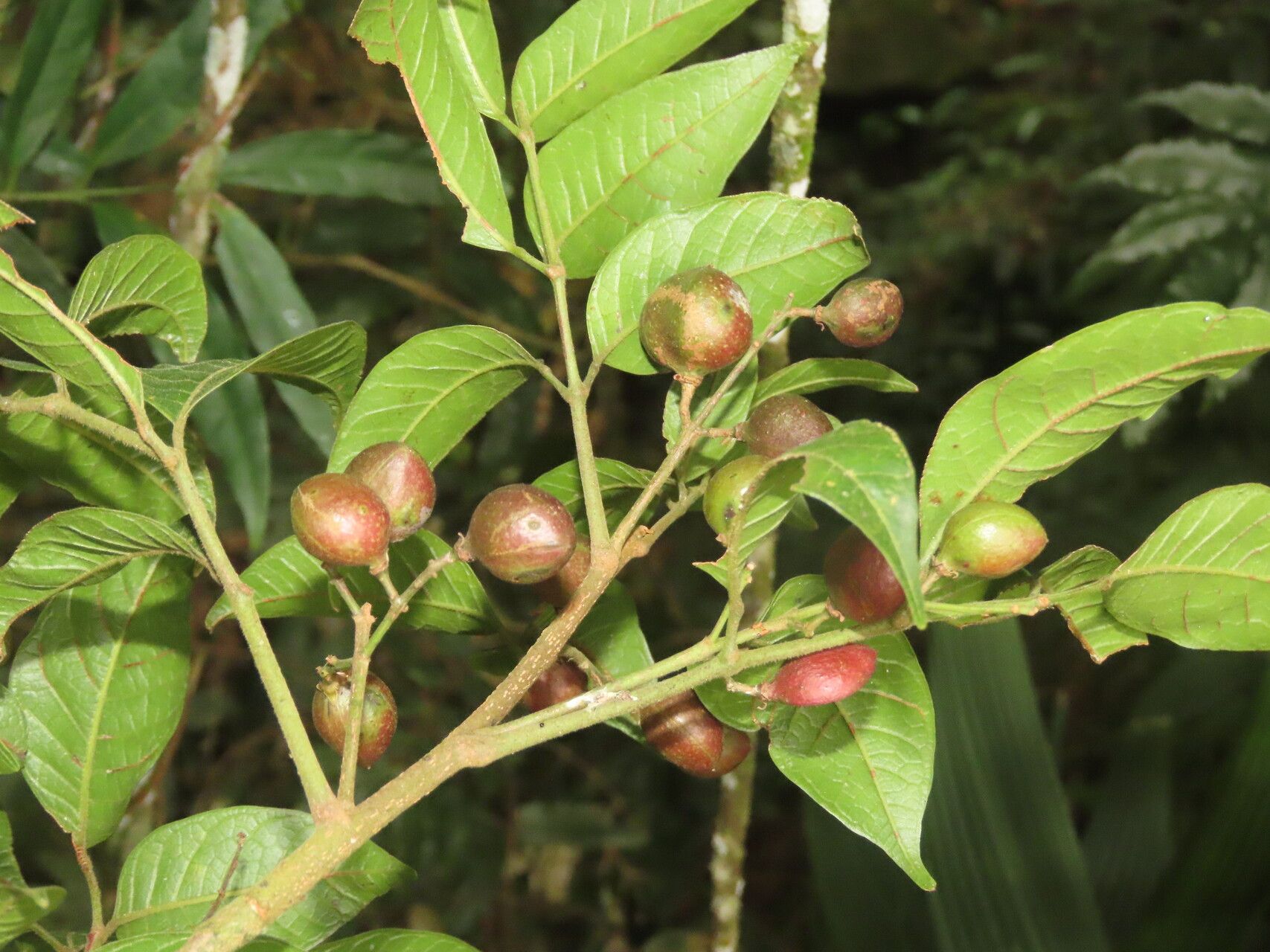 Protium brenesii leaf