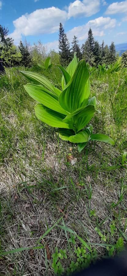 Veratrum viride bark