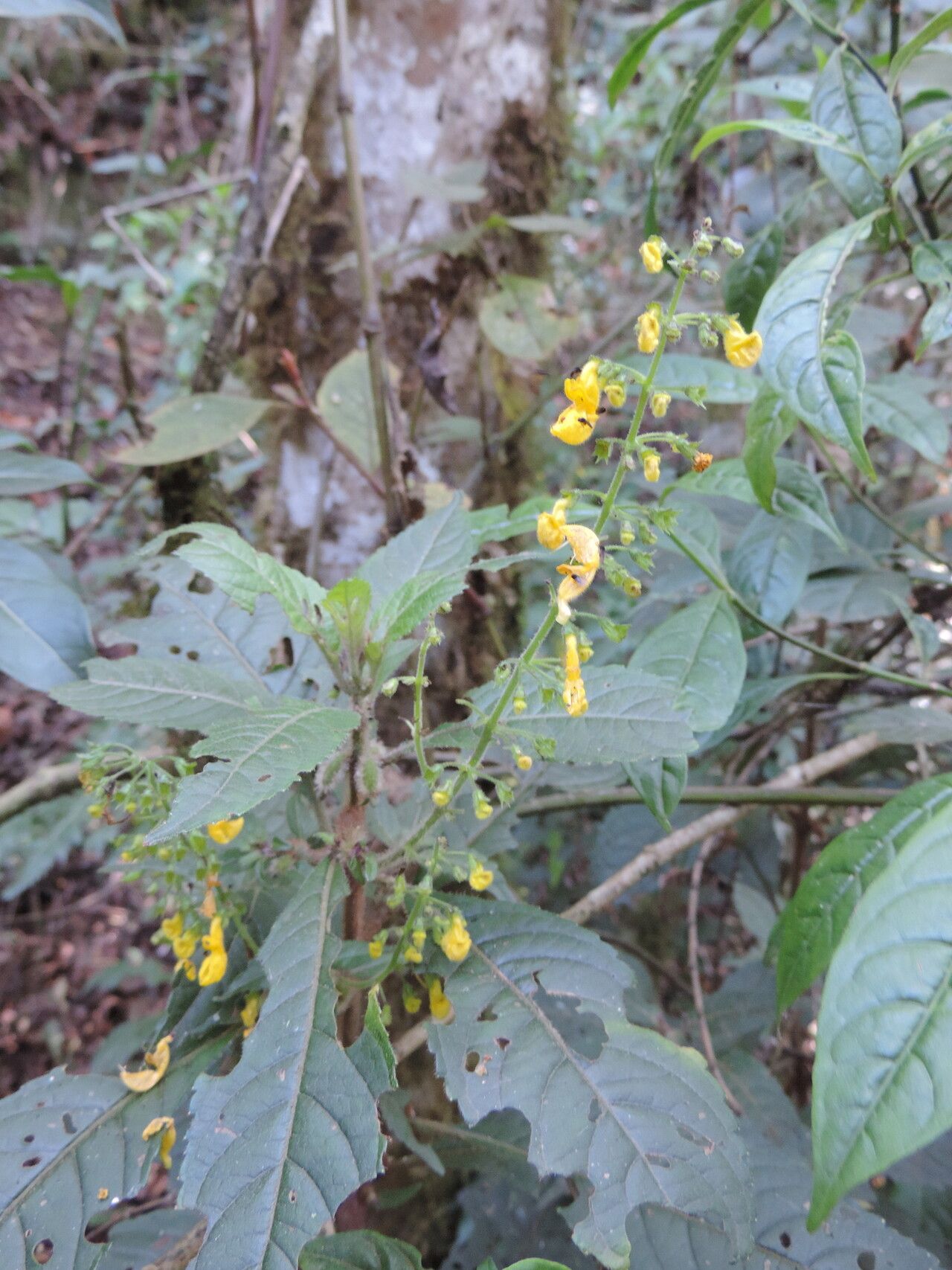Coleus melleri flower