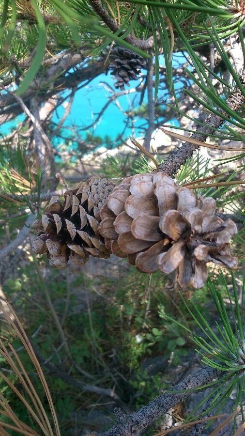 Pinus brutia fruit