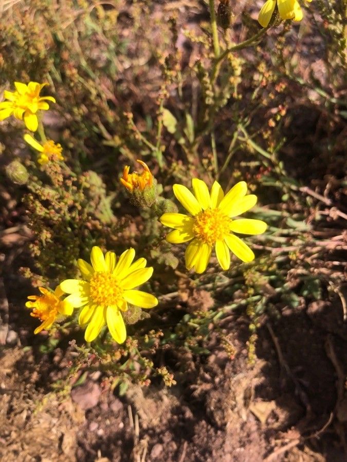 Senecio gallicus flower