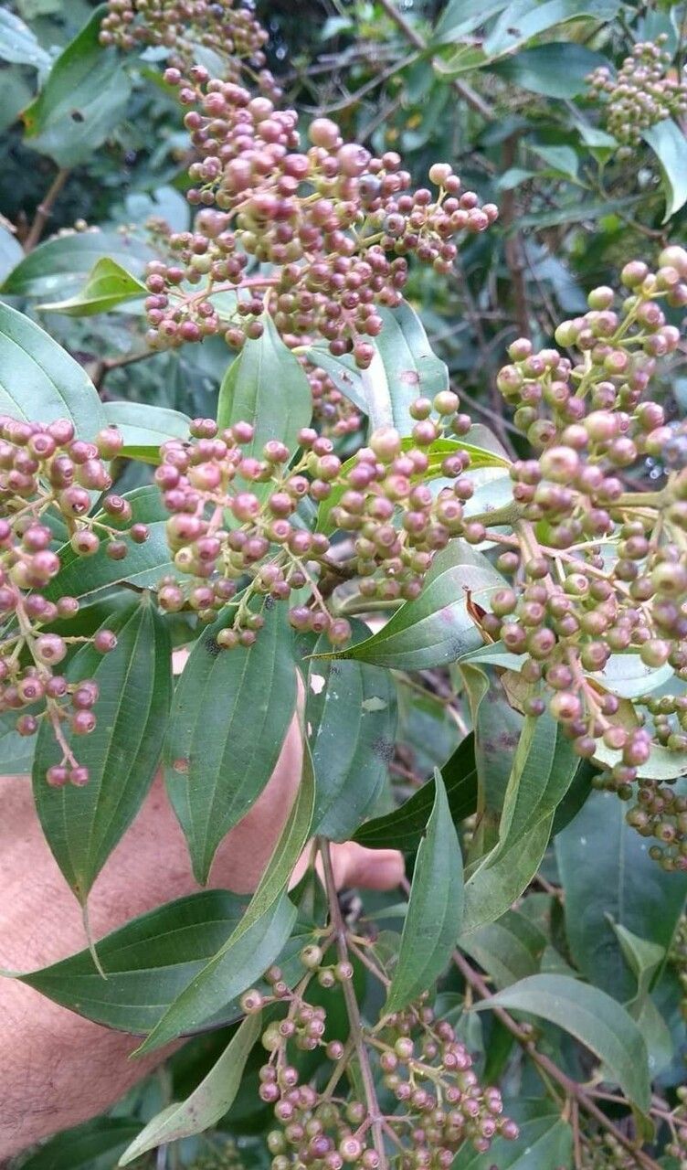 Miconia ligustroides flower