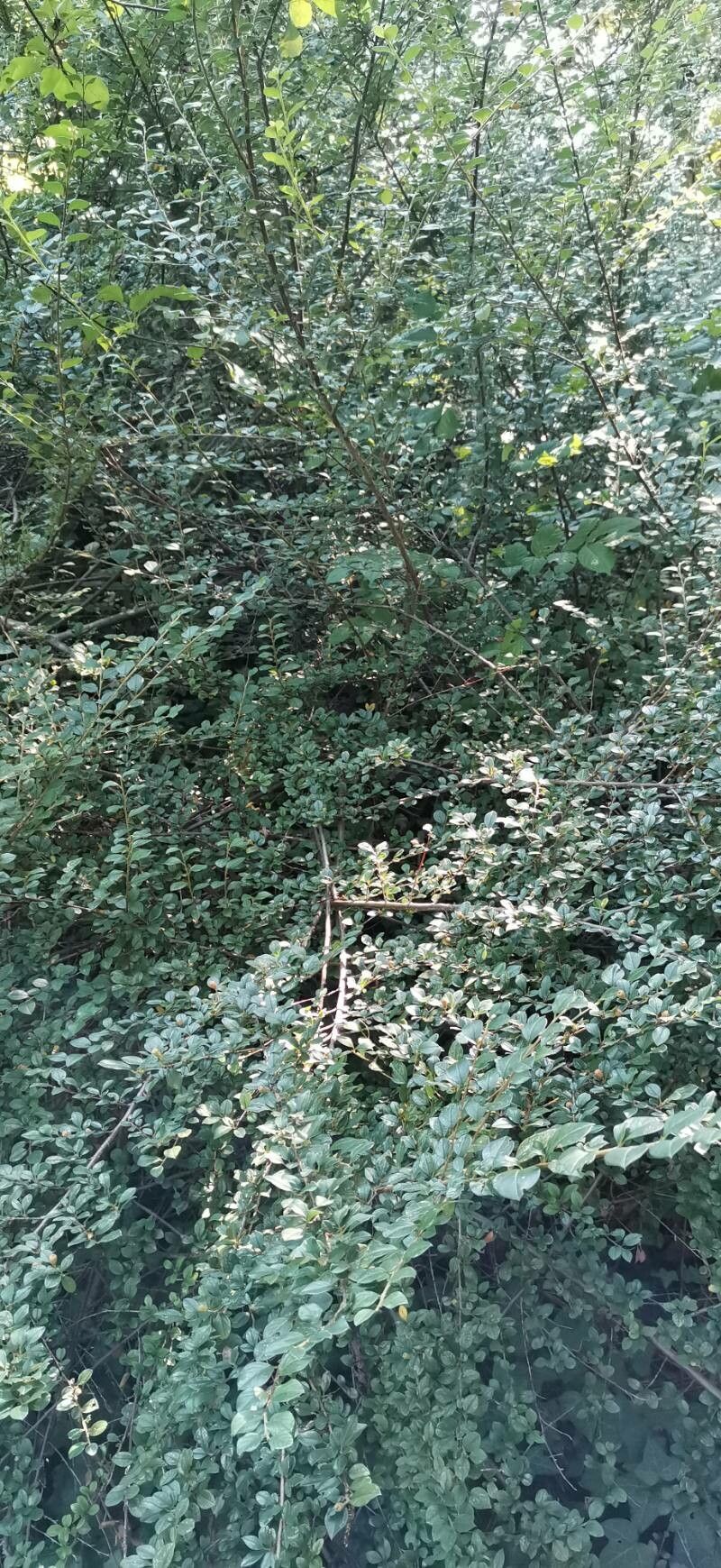 Cotoneaster sichuanensis habit