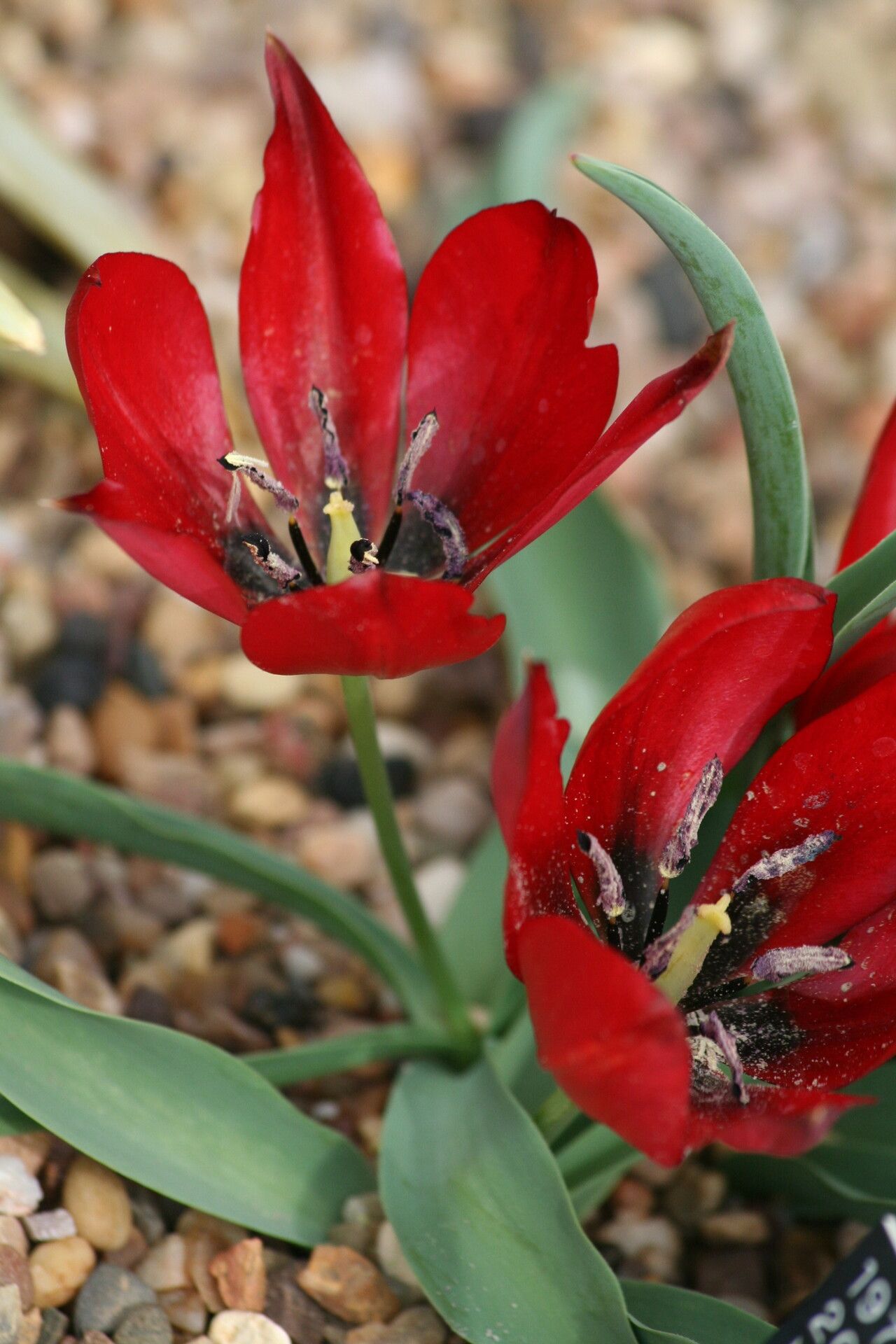 Tulipa undulatifolia flower