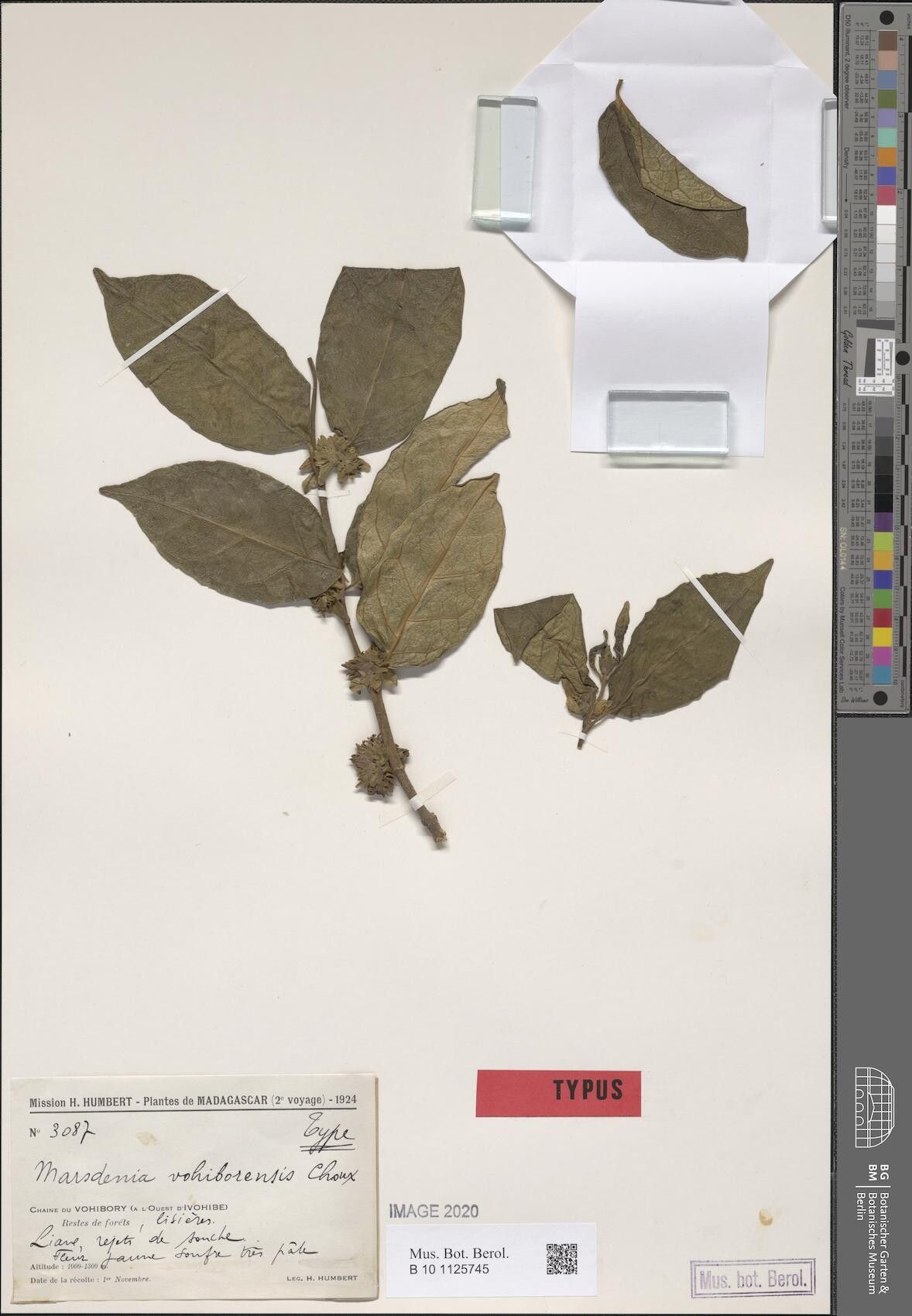 Marsdenia vohiborensis — houseplant care guide