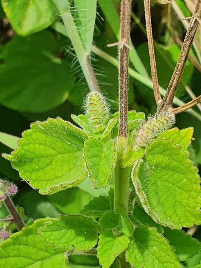 Orthosiphon rubicundus leaf