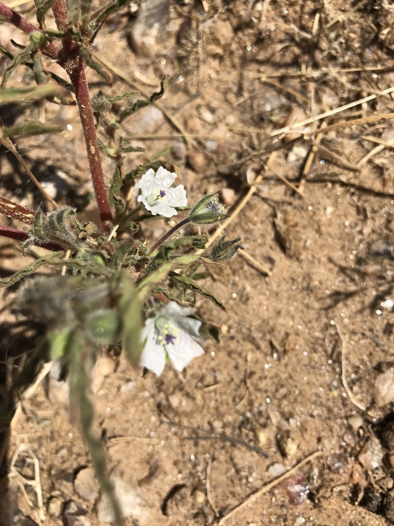 Monsonia biflora flower