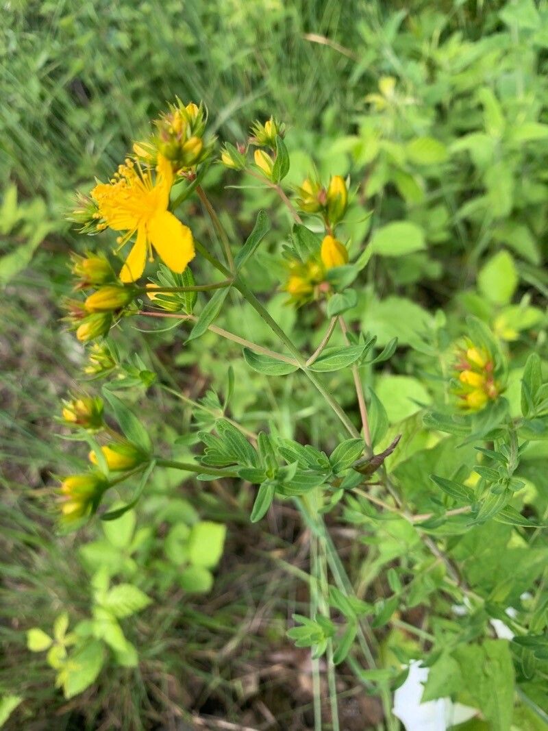 Hypericum elegans — houseplant care guide