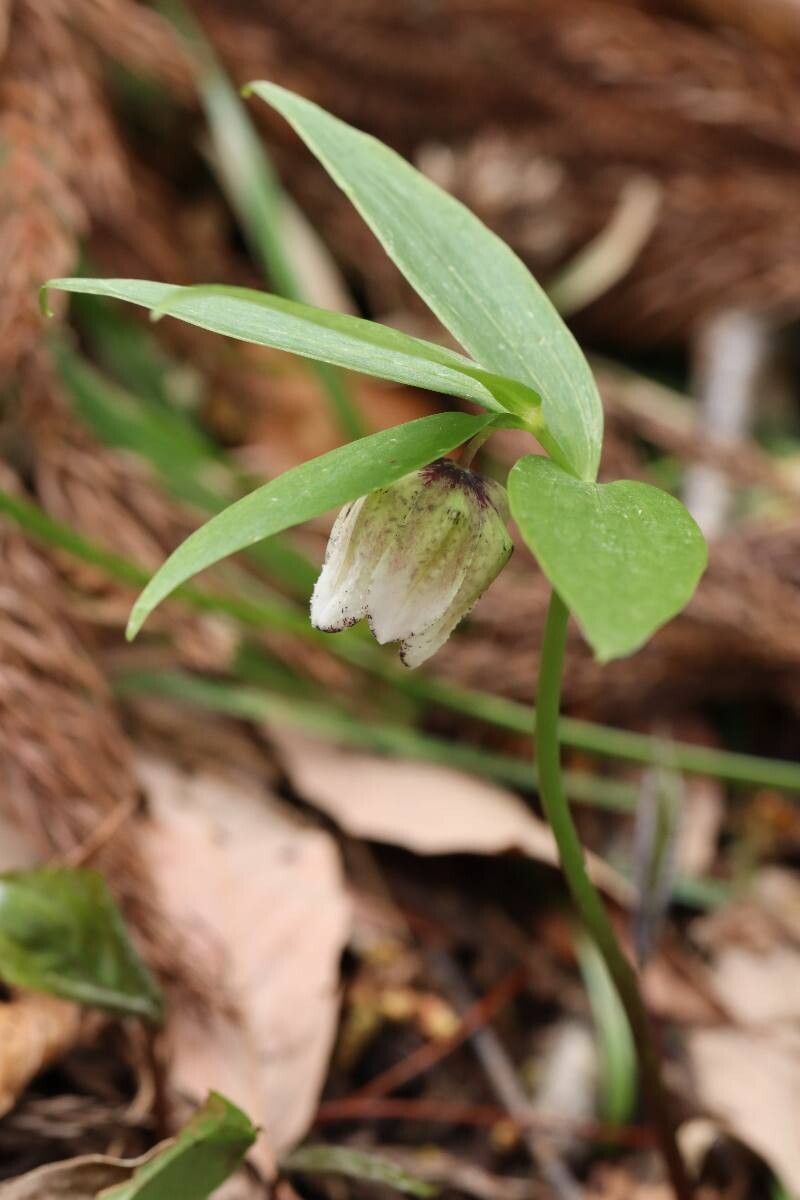 Fritillaria koidzumiana — search result for 'Fritillaria'