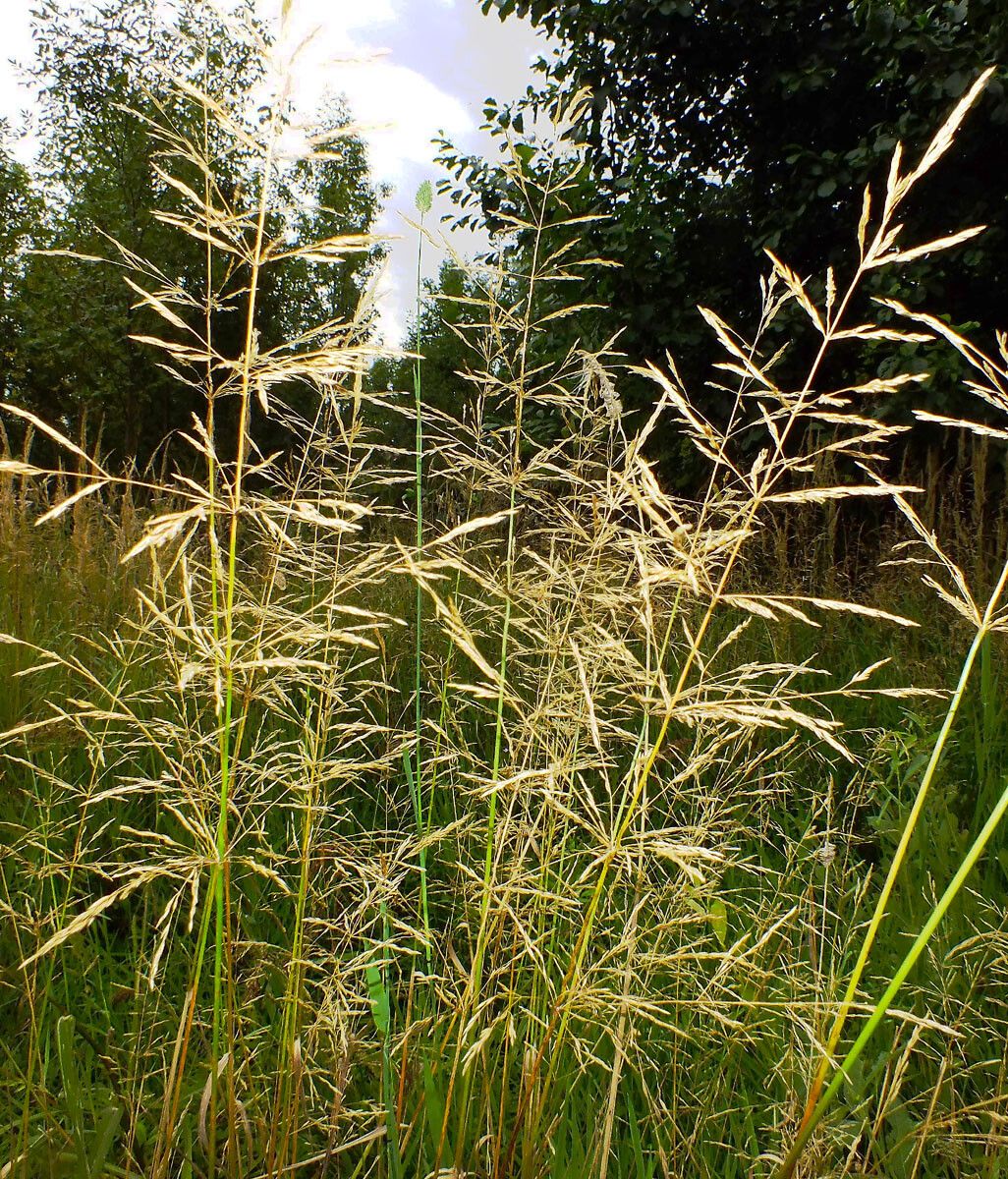 Apera spica-venti flower