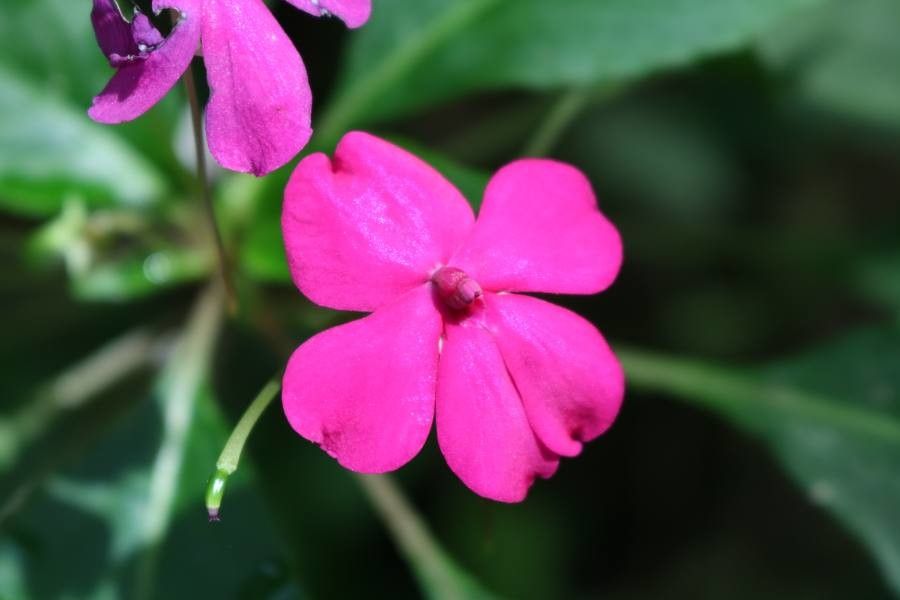 Impatiens flaccida flower
