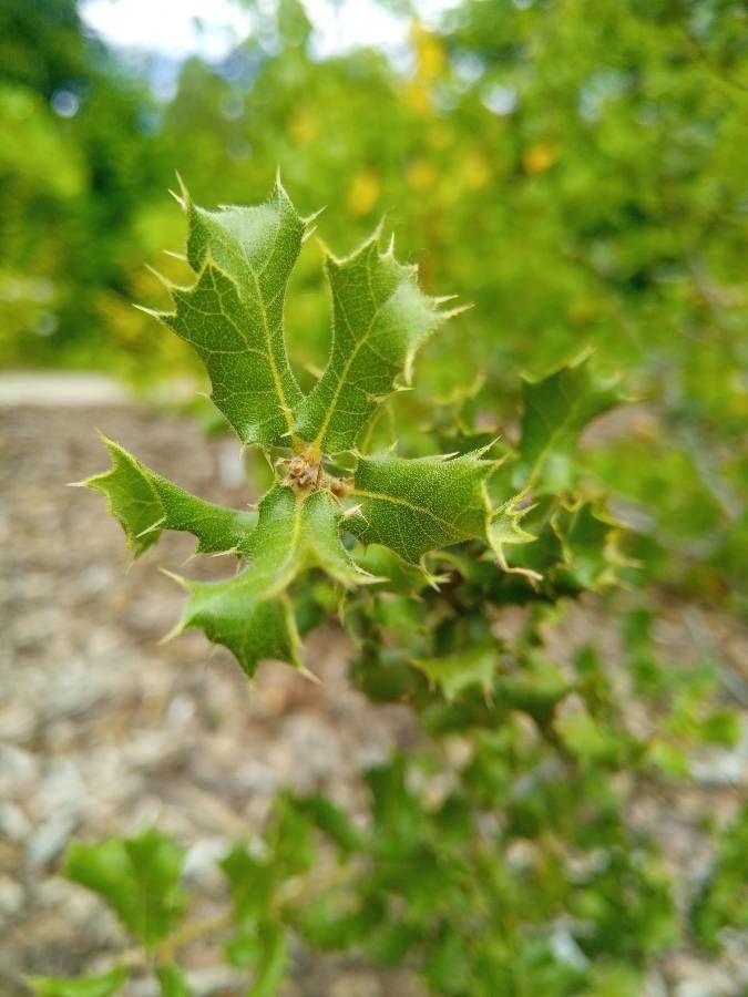 Quercus aucheri — search result for 'Aegean Islands'