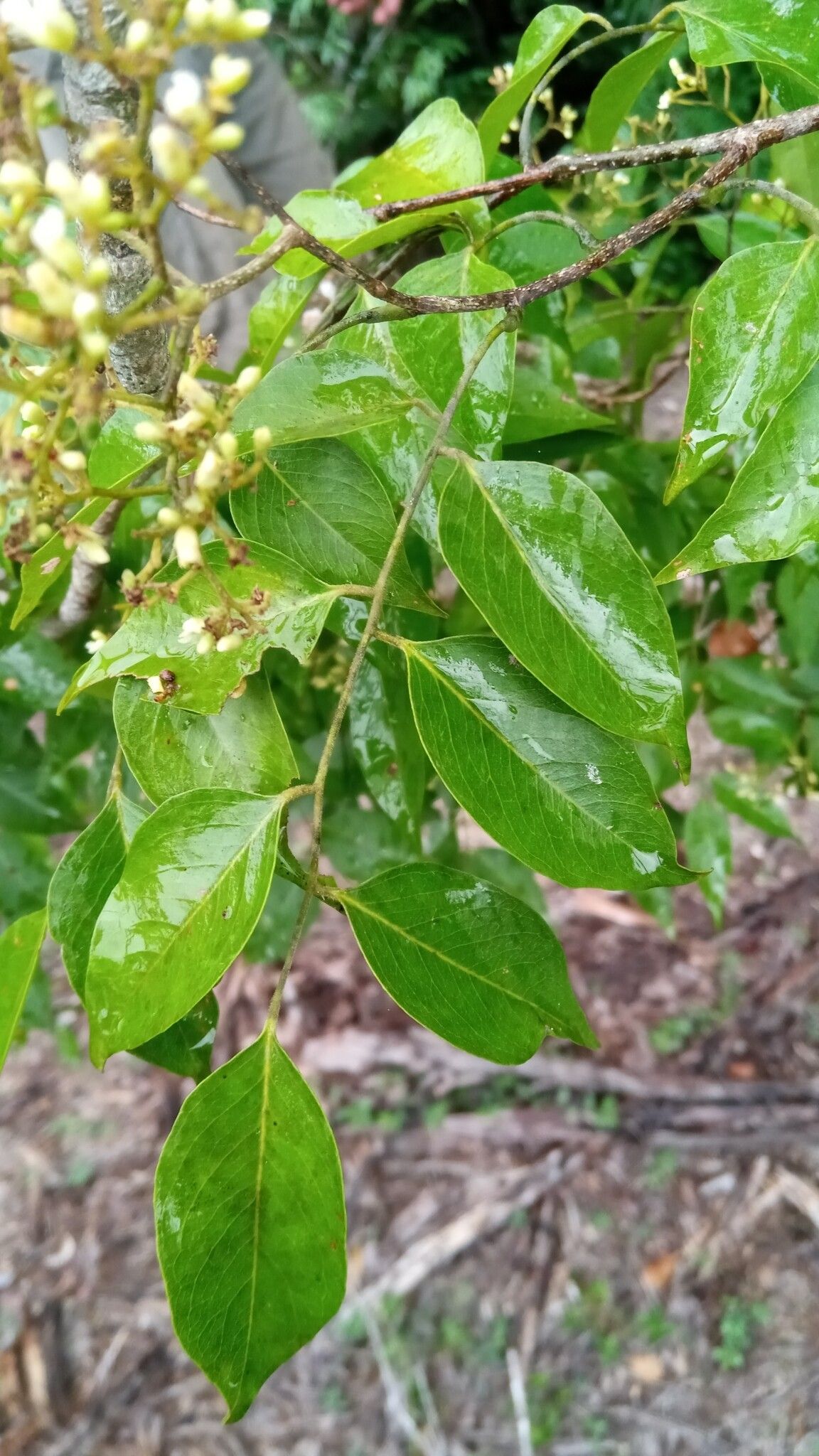 Dalbergia greveana — houseplant care guide