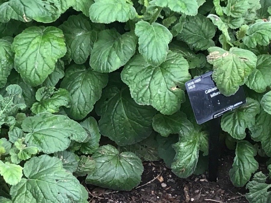 Calceolaria biflora — related species from the same genus