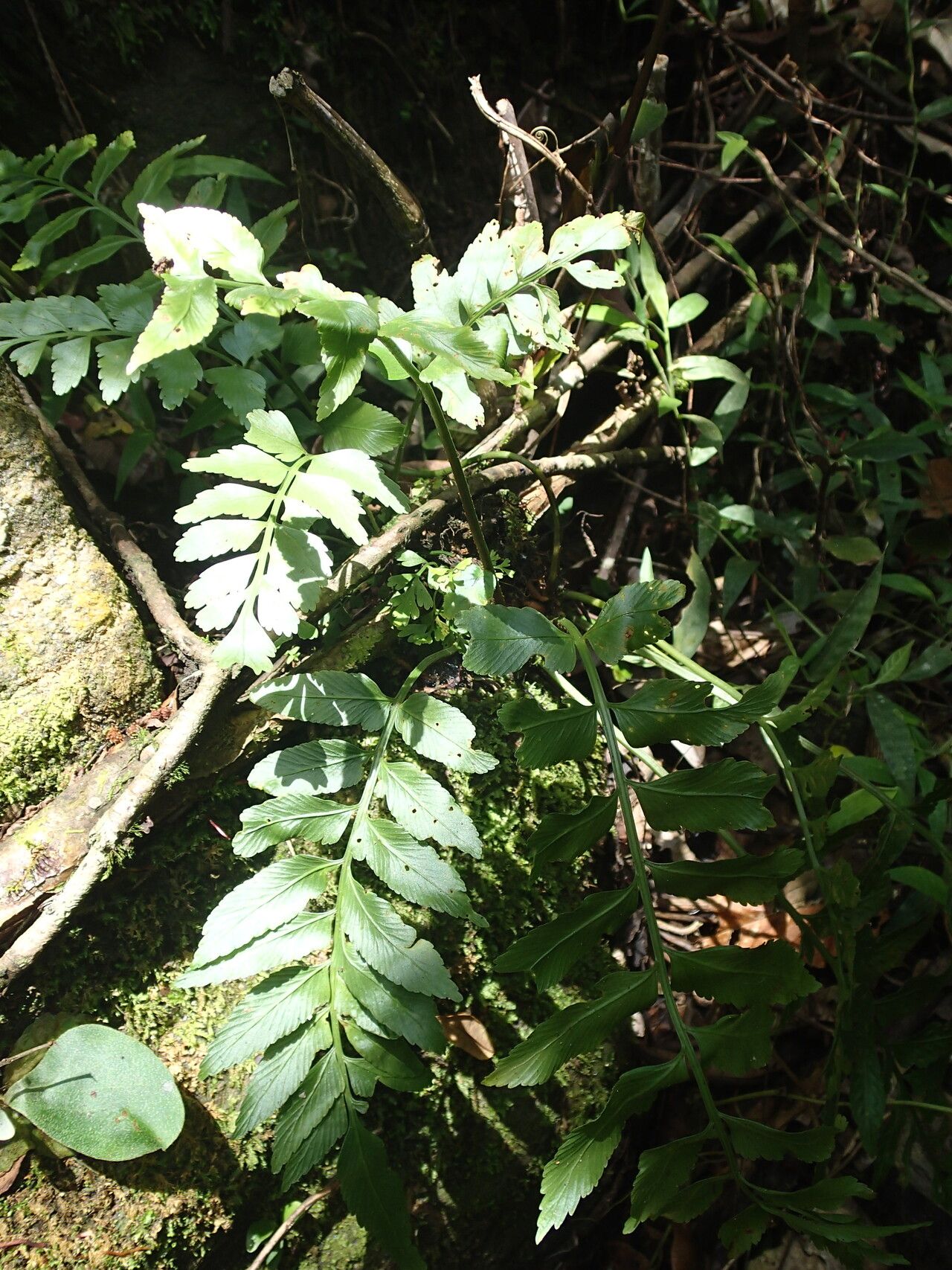 Asplenium anisophyllum — houseplant care guide