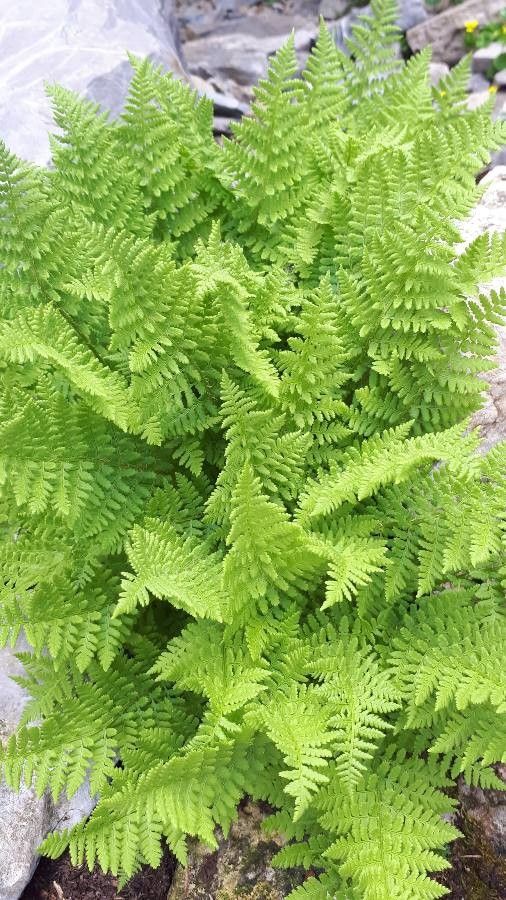 Dryopteris villarii leaf