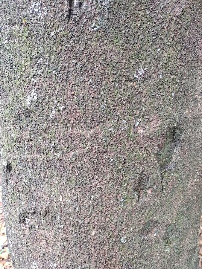 Ormosia arborea bark