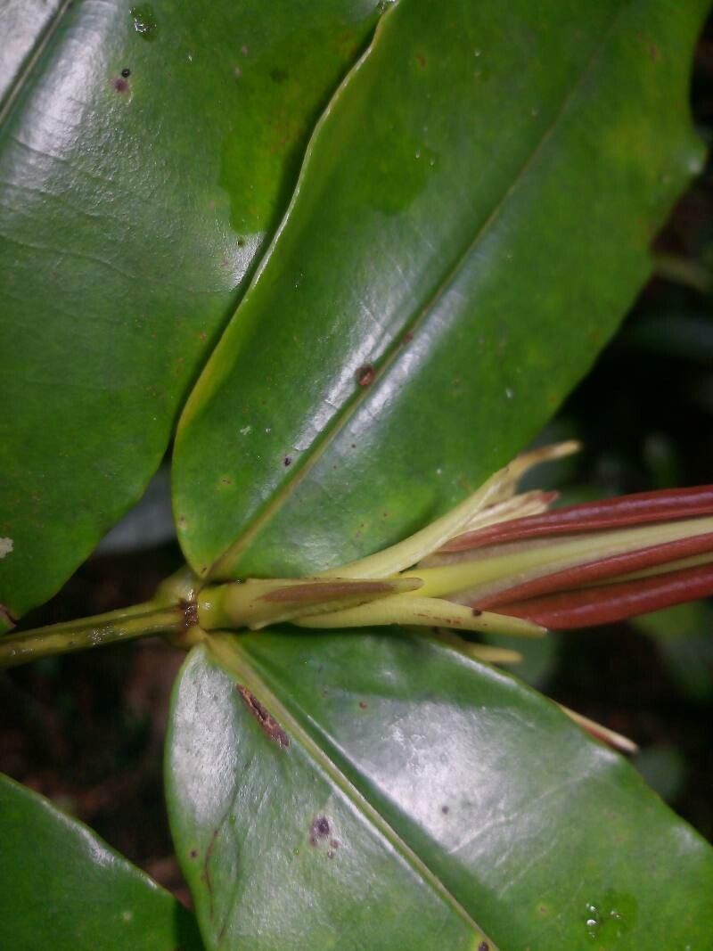 Mouriri crassifolia leaf