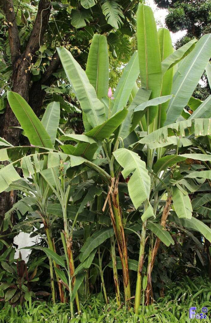 Musa ornata habit