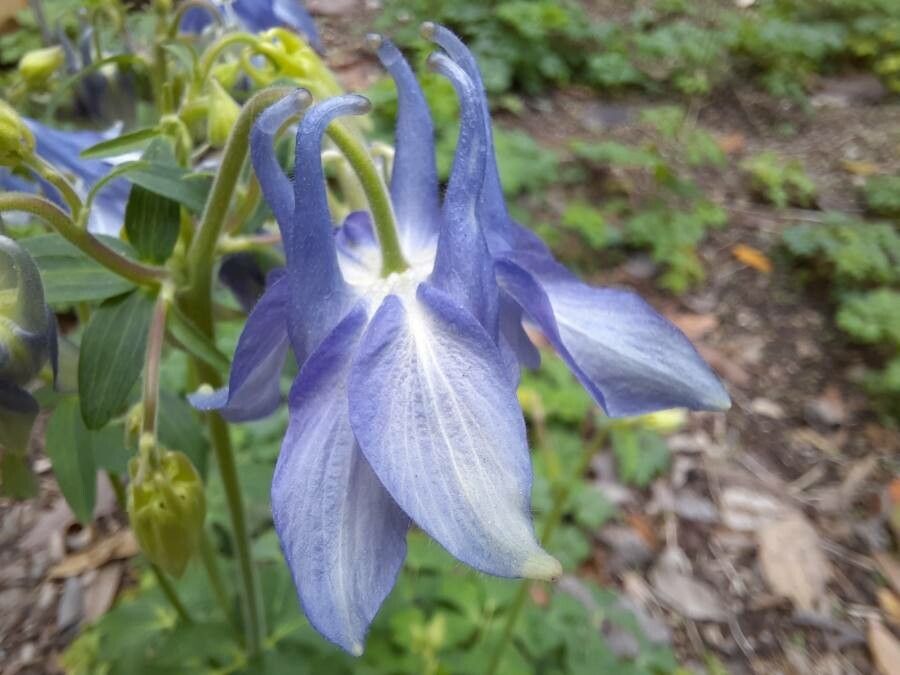 Aquilegia alpina flower