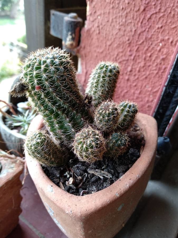 Echinopsis haematantha leaf