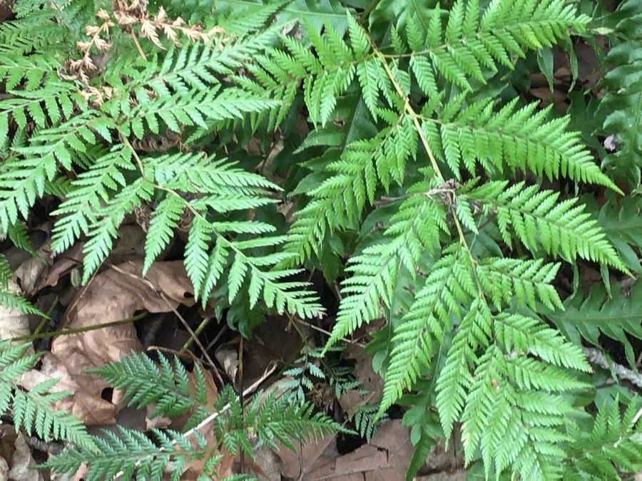 Lophosoria quadripinnata leaf