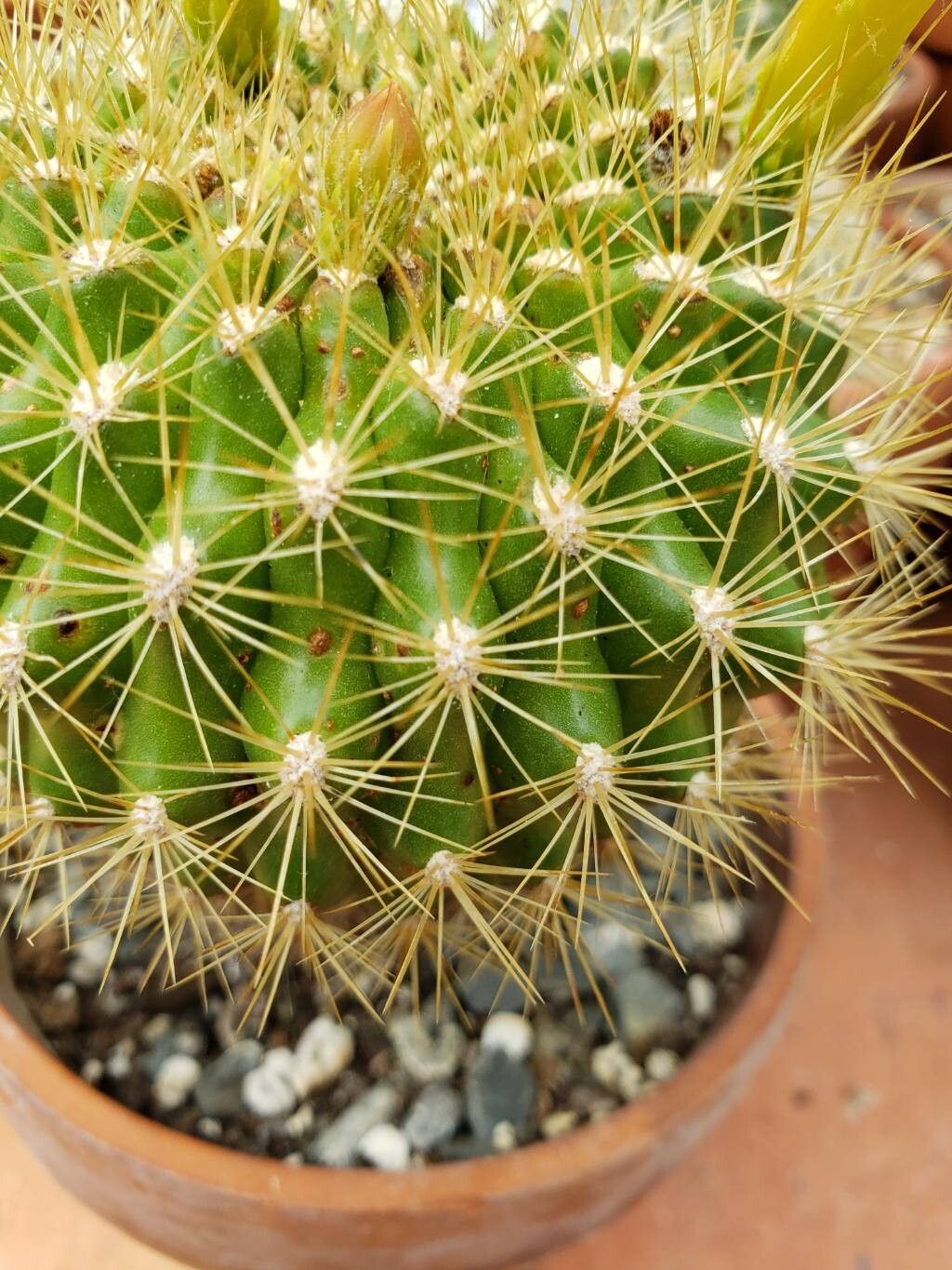 Matucana huagalensis leaf