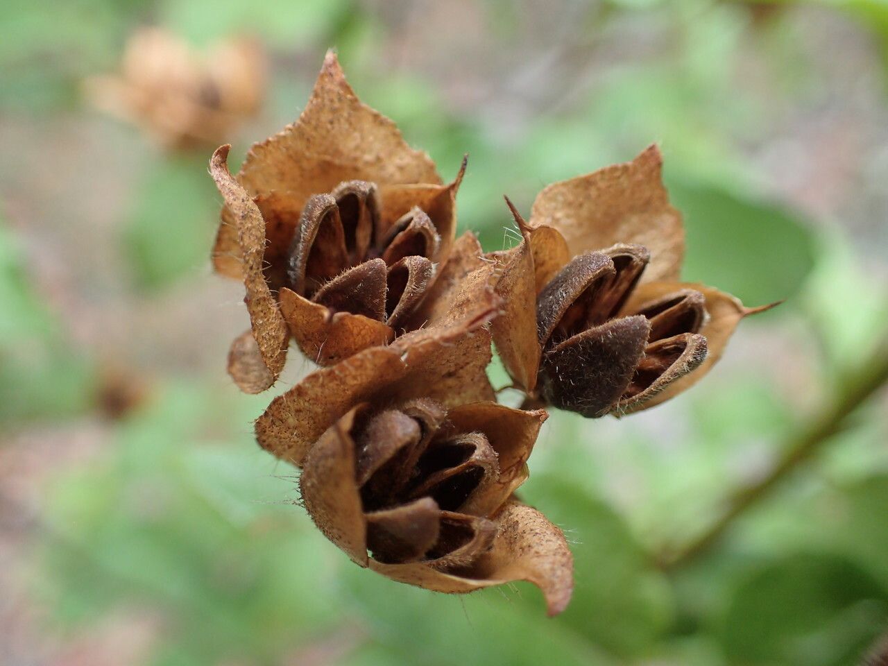 Cistus populifolius fruit