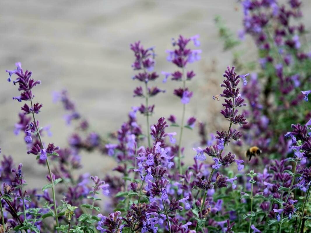 Nepeta grandiflora leaf