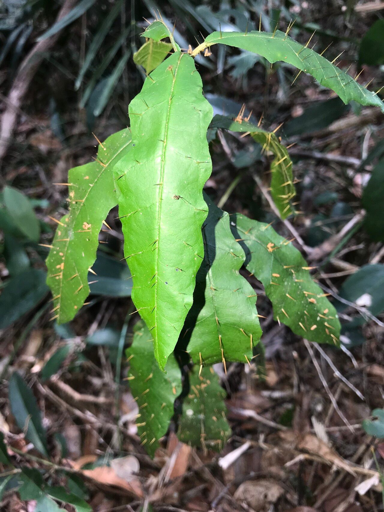 Solanum defensum — houseplant care guide