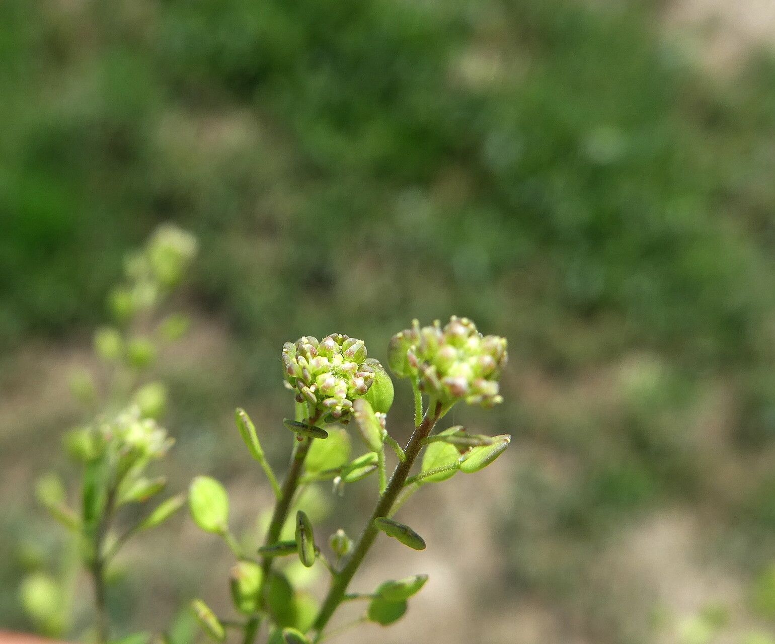 Lepidium ruderale flower