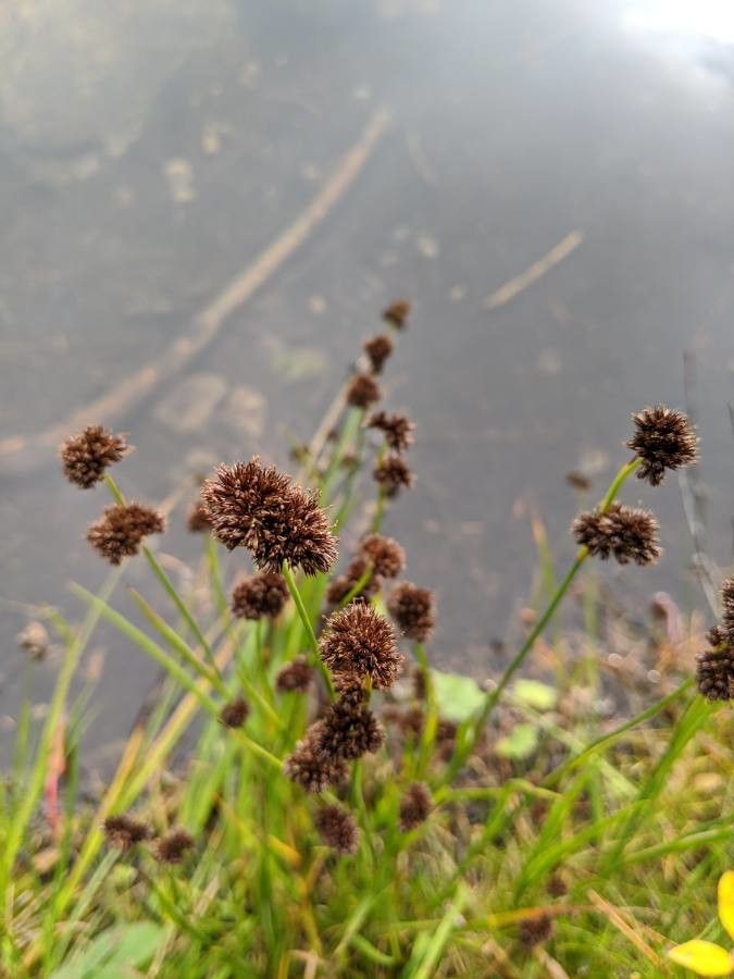 Juncus ensifolius flower