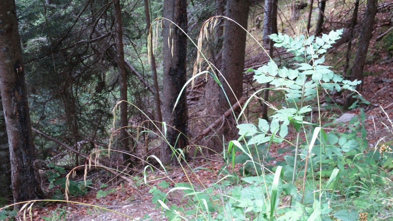 Bromus benekenii habit