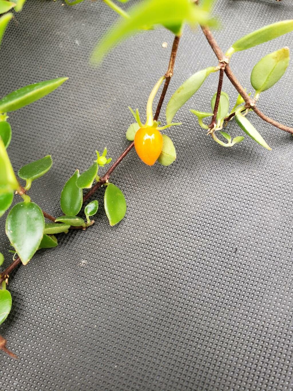 Codonanthe gracilis fruit