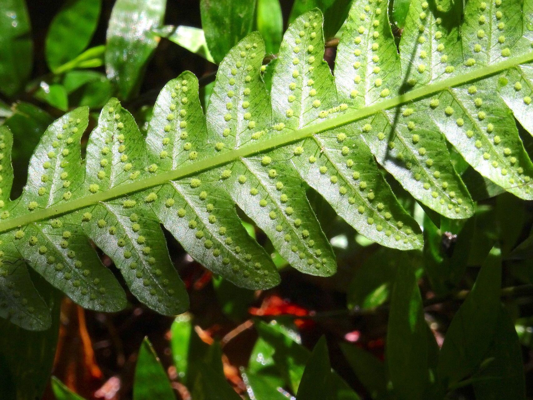 Thelypteris tetragona other
