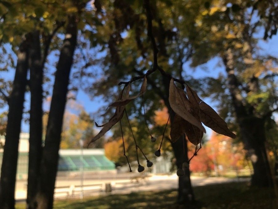 Tilia × euchlora fruit
