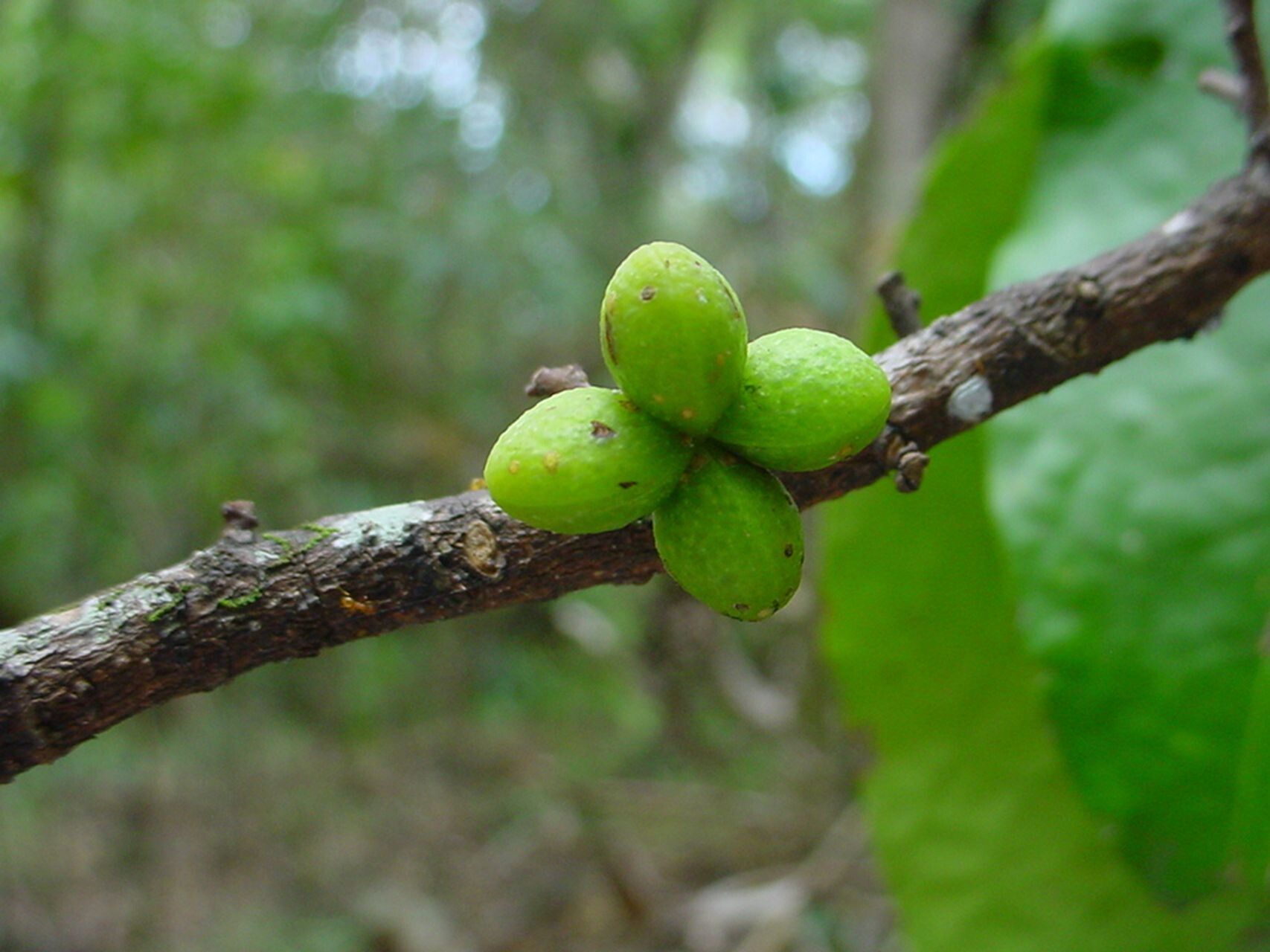 Geijera balansae fruit