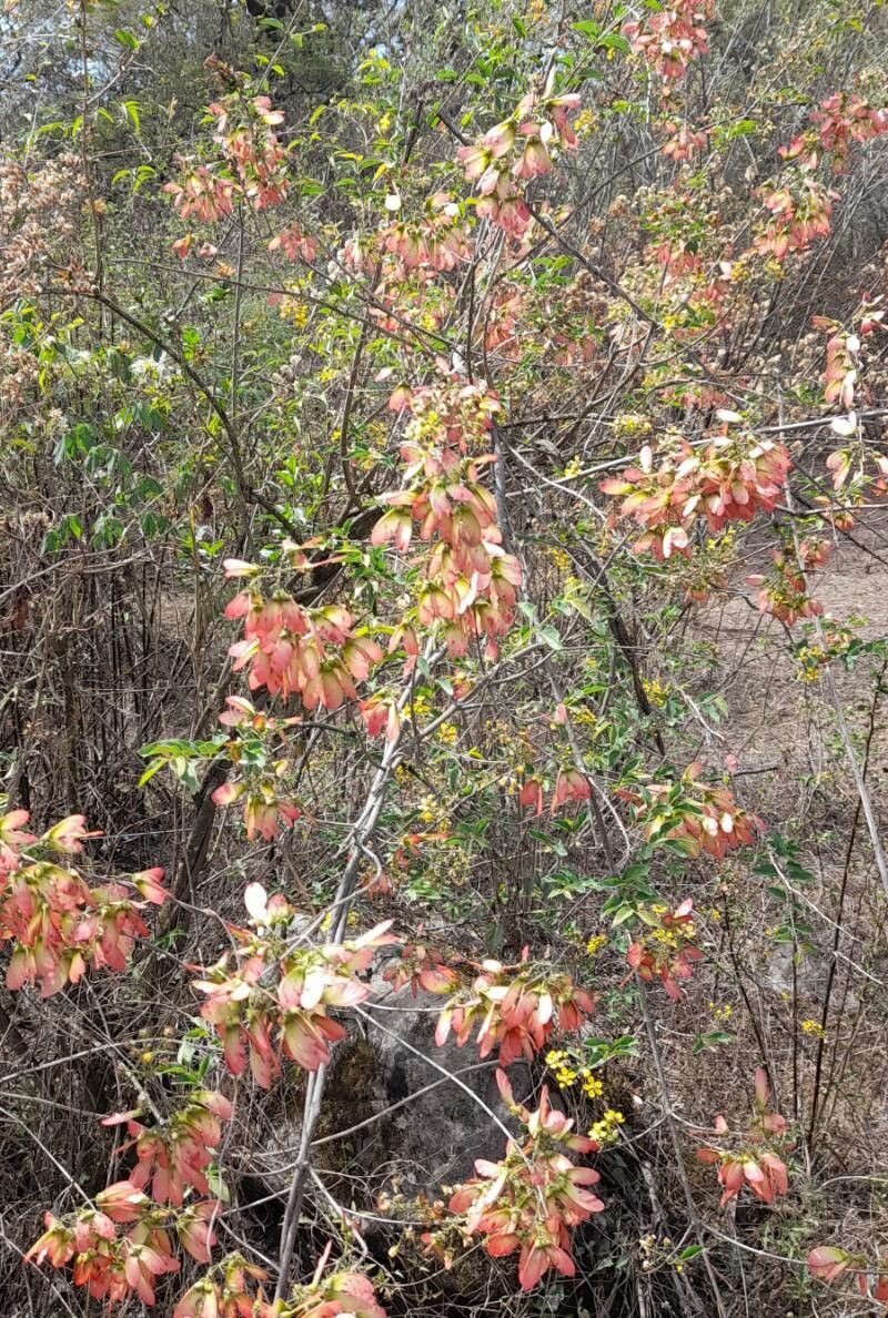 Heteropterys dumetorum habit