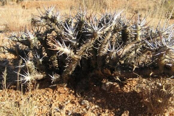Monsonia lavrani habit
