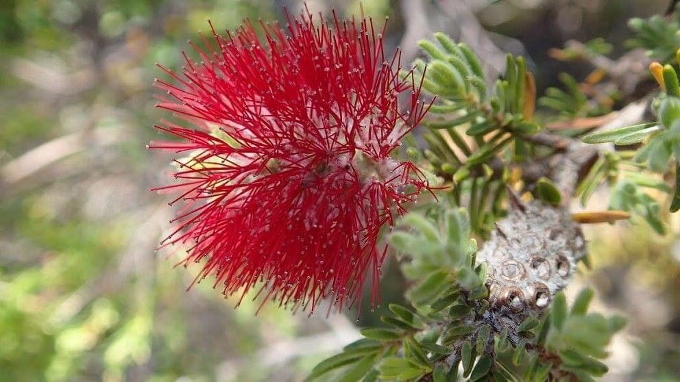 Beaufortia eriocephala — related species from the same genus