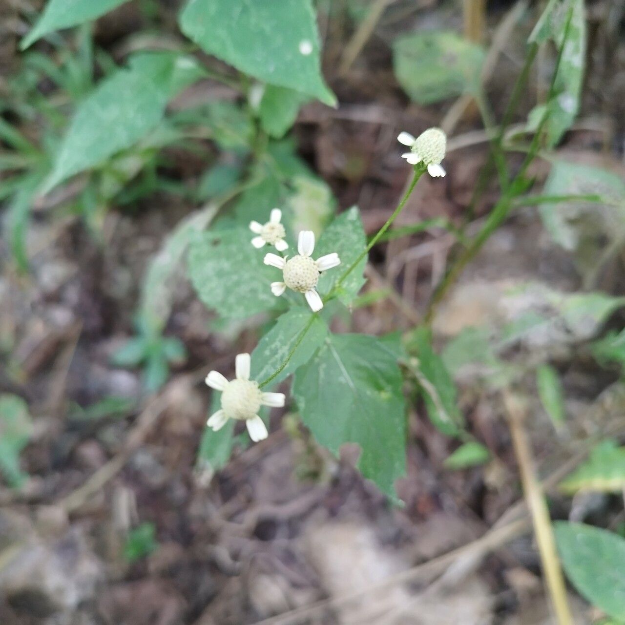 Acmella brachyglossa flower