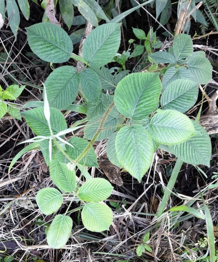 Rubus urticifolius habit