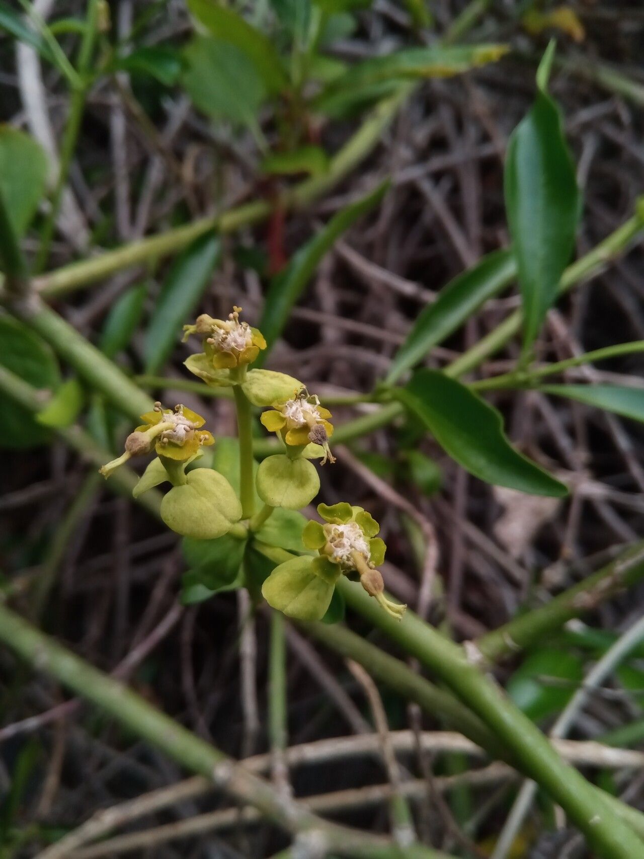 Euphorbia orthoclada flower