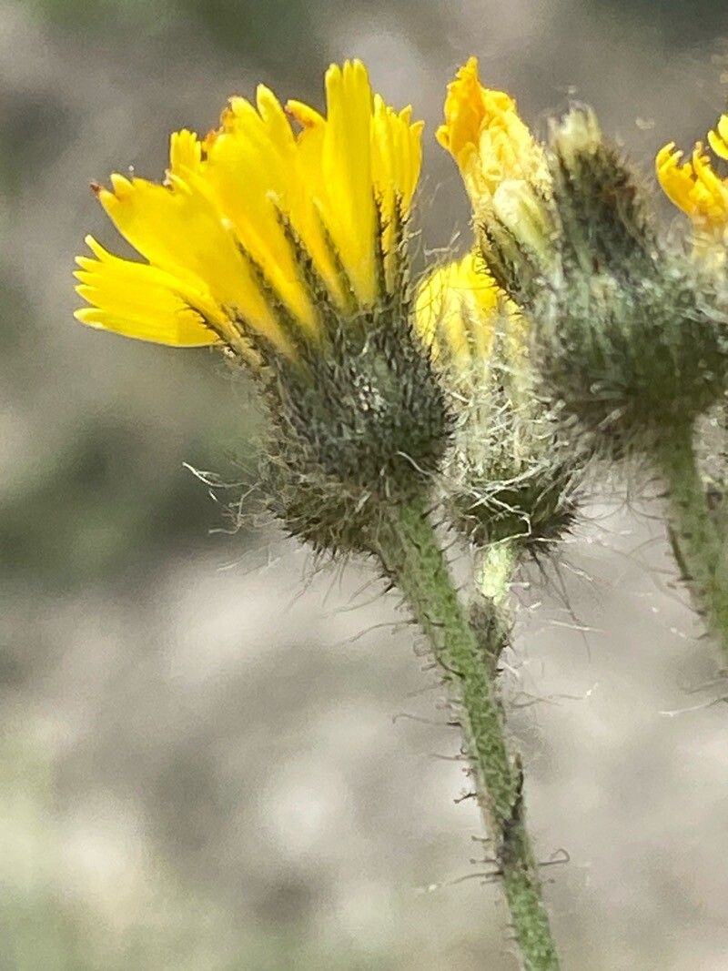 Pilosella ziziana flower