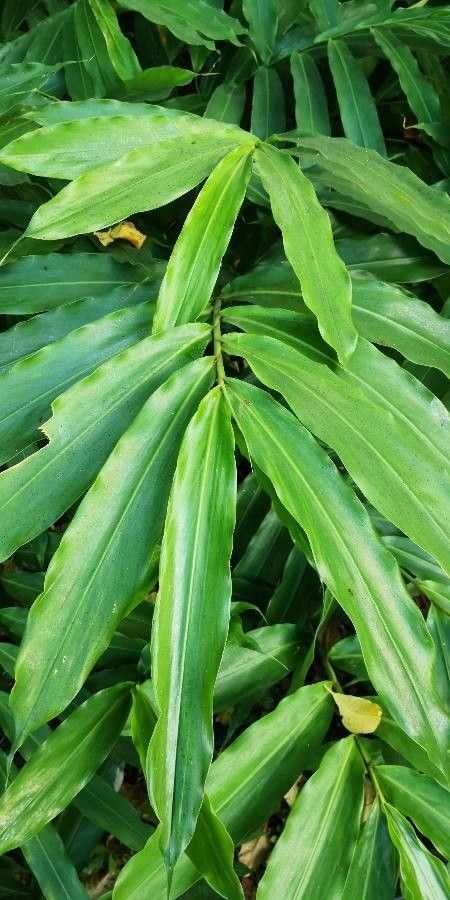 Wurfbainia villosa leaf