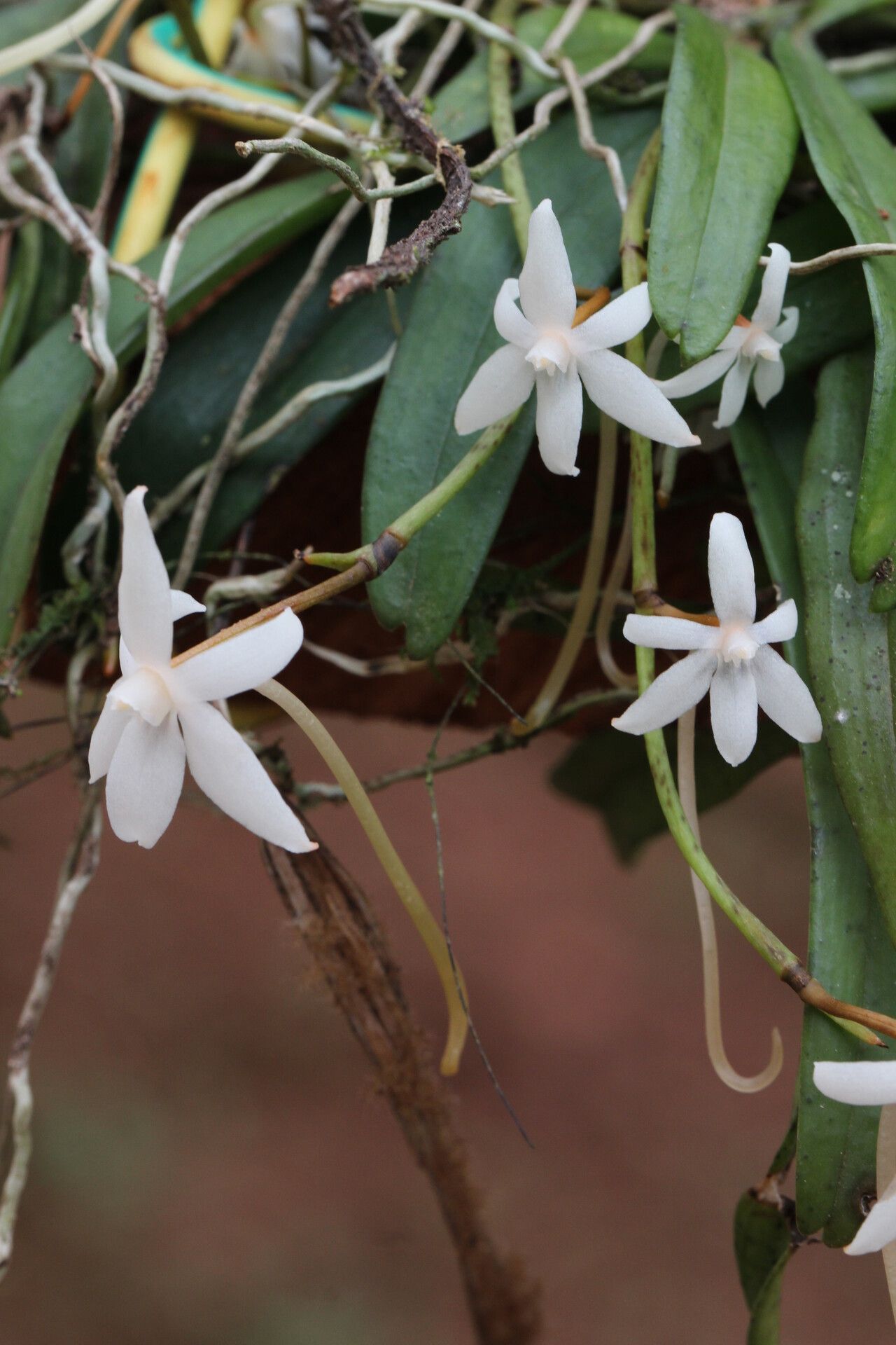 Aerangis calantha flower