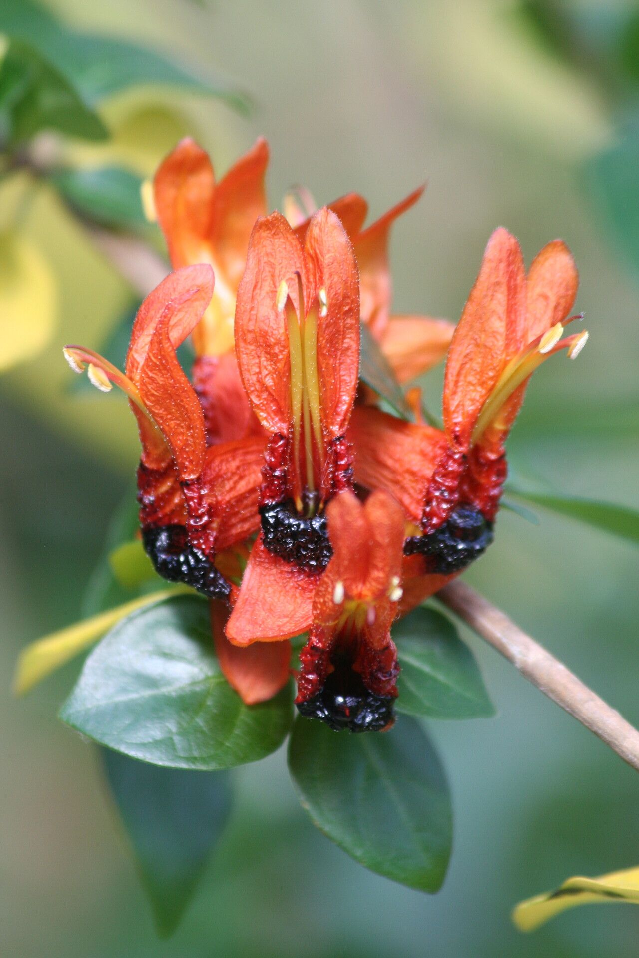 Ruttya fruticosa flower